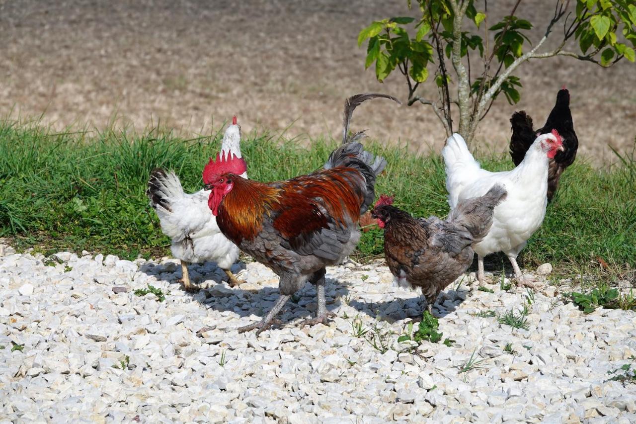 Ferme Brasseyrou - B&B Classique Devillac Exterior photo